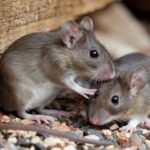 Mice Exhibit ‘First-Aid’ Behavior: Attempting to Revive Unconscious Peers