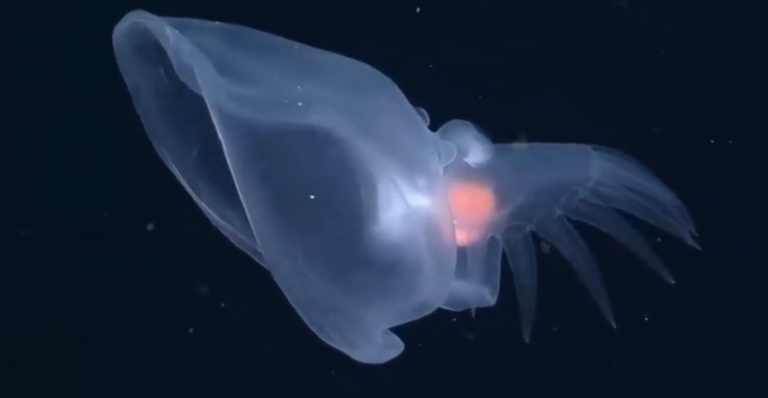 Deep-Sea Exploration Reveals Shocking New Marine Species Near U.S. Coast