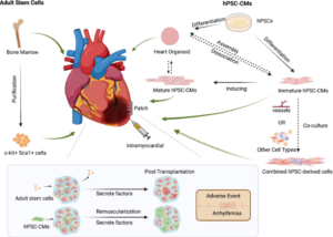 Read more about the article Regenerative Medicine Breakthrough Could Finally Heal Damaged Hearts – What You Need to Know Now