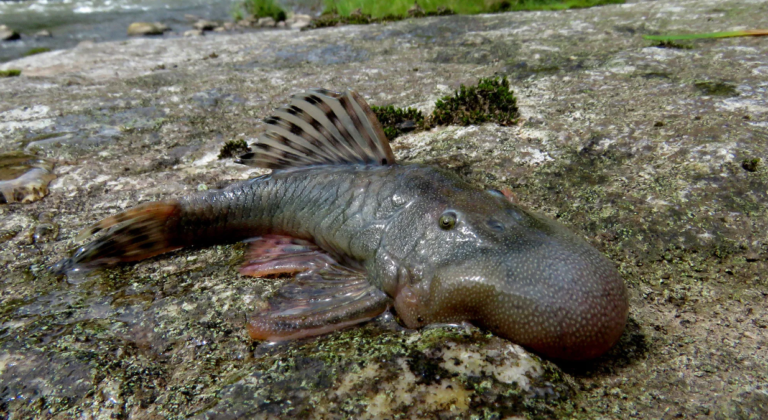 27 Mysterious New Species in Peru's Jungle Just Discovered — Scientists Stunned