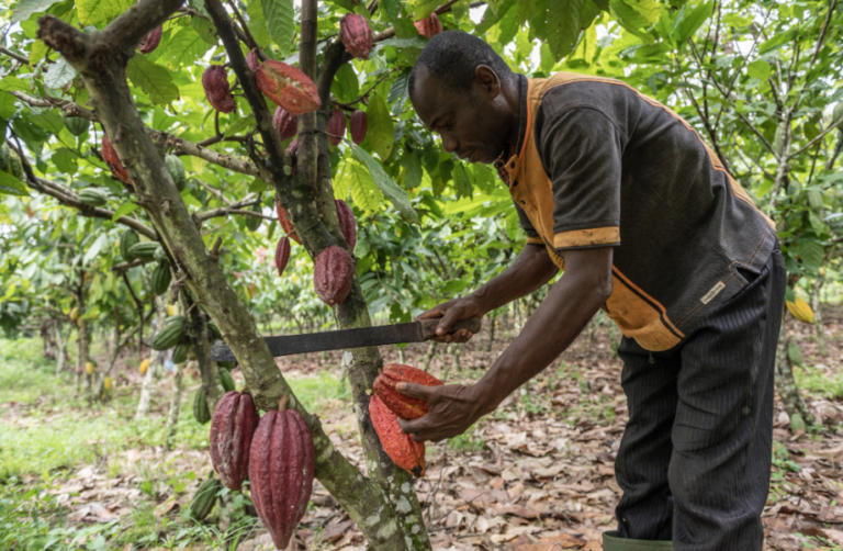 Easter Chocolate Prices Skyrocket in the U.S. as Cocoa Shortage and Tariffs Hit Hard