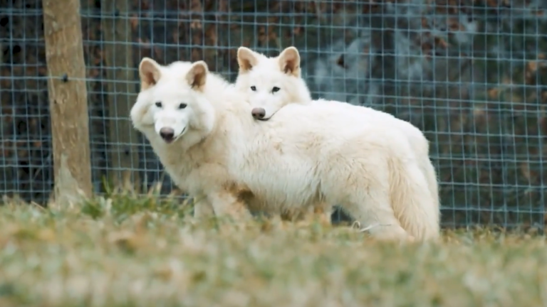 De-Extinction Breakthrough: Why Dire Wolves May Soon Roam America Again