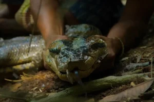 Read more about the article World’s Largest Snake Discovered: Giant Green Anaconda Revealed