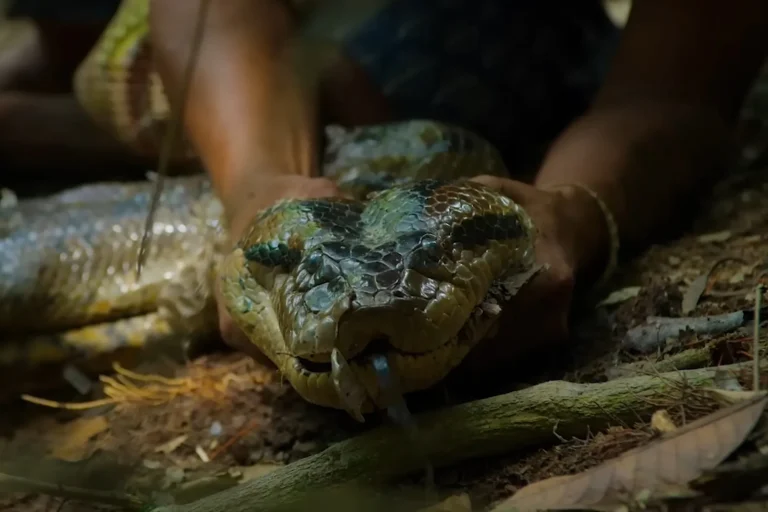 World’s Largest Snake Discovered: Giant Green Anaconda Revealed