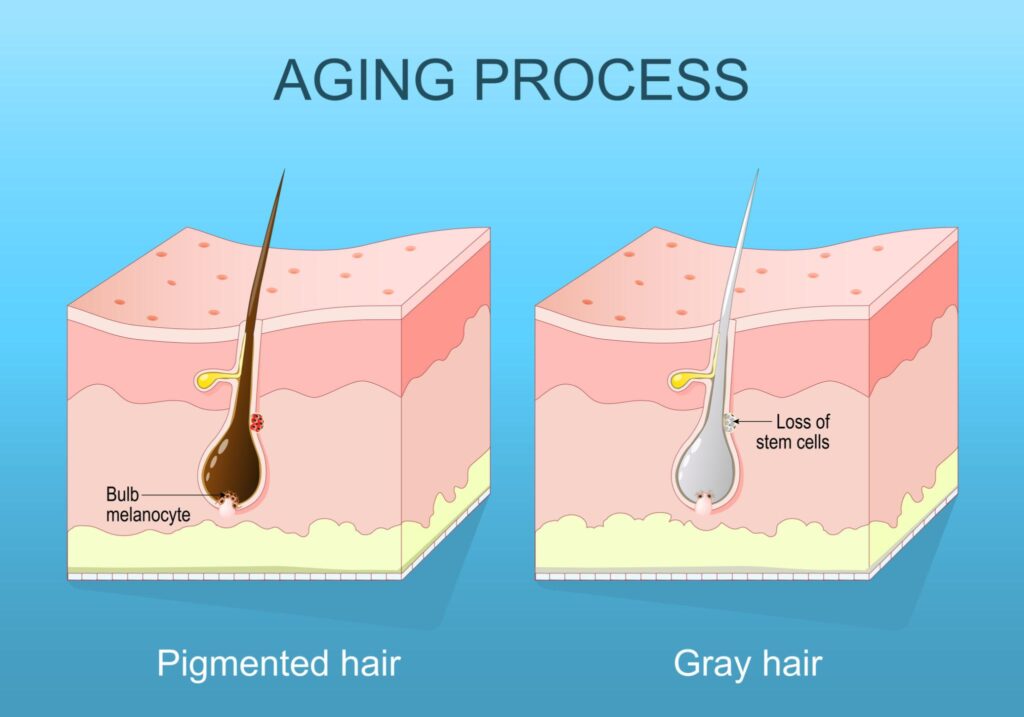Scientists Reveal Gray Hair May Not Be Permanent as New Research Points to Natural Color Reversal