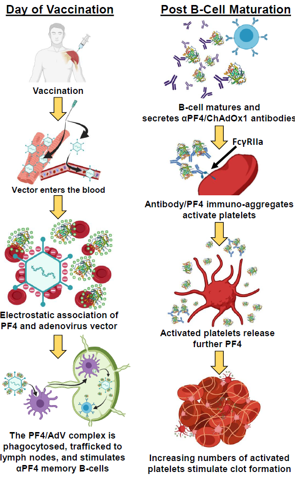 Scientists Finally Explain Rare COVID Vaccine Blood Clots — Here’s What It Means Now