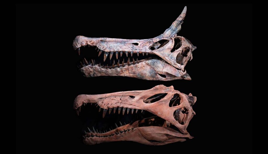 New spinosaurus spinosaurus mirabilis aegypticus skull comparison two column keith ladzinski