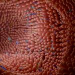 Western Babies Missing Key Gut Bacteria Linked to Lifelong Health Risks, Scientists Warn