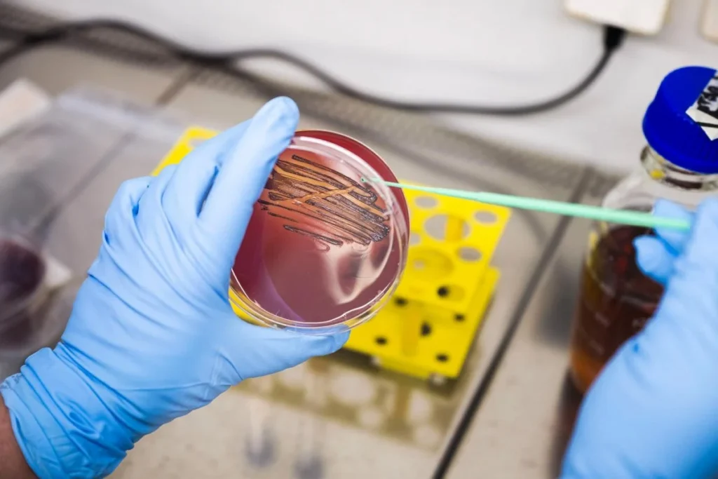 Subculturing of a P. gingivalis Sample