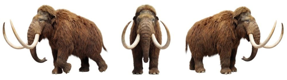Scientists Reveal Bold Plan to Bring Back the Woolly Mammoth After 4,000 Years of Extinction