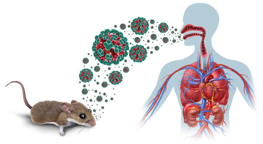 Hantavirus case in Switzerland raises urgent health concerns