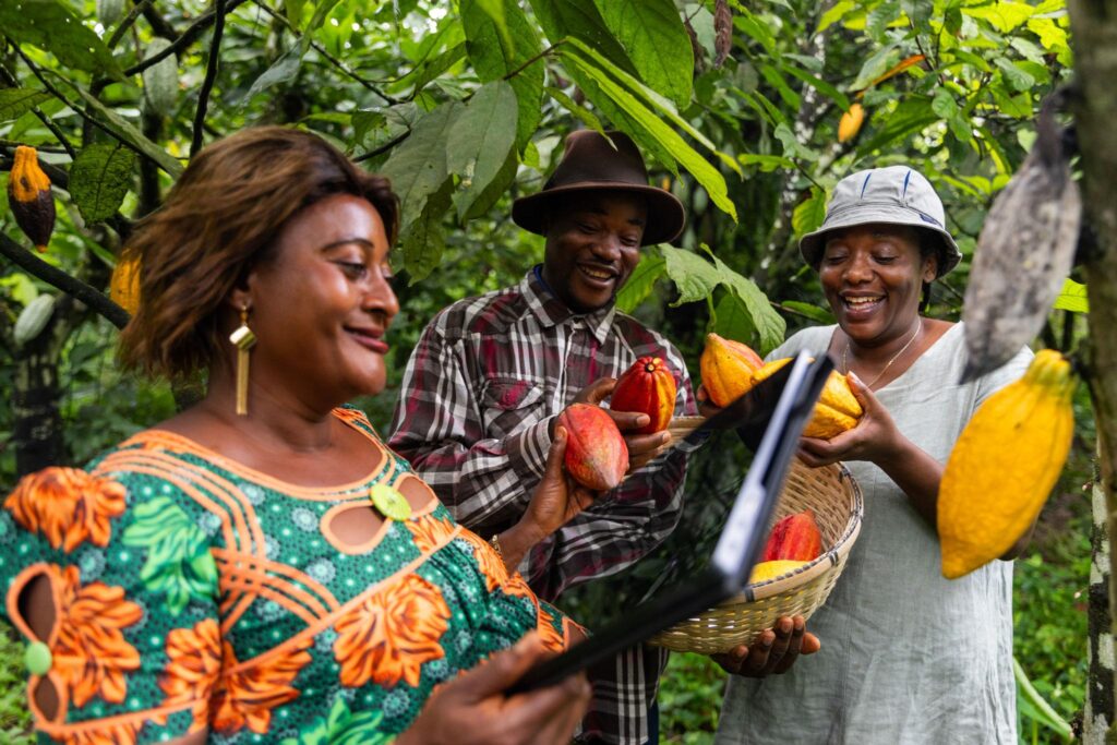 Chocolate certification standards are reshaping how cacao is evaluated worldwide
