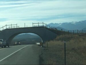 Read more about the article Finland Wildlife Crossings Reduce Elk and Deer Road Accidents