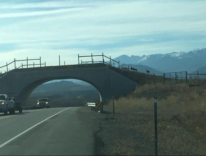 You are currently viewing Finland Wildlife Crossings Reduce Elk and Deer Road Accidents
