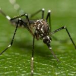 Europe’s Mosquito Problem Is Getting Harder to Control as Disease Risk Expands