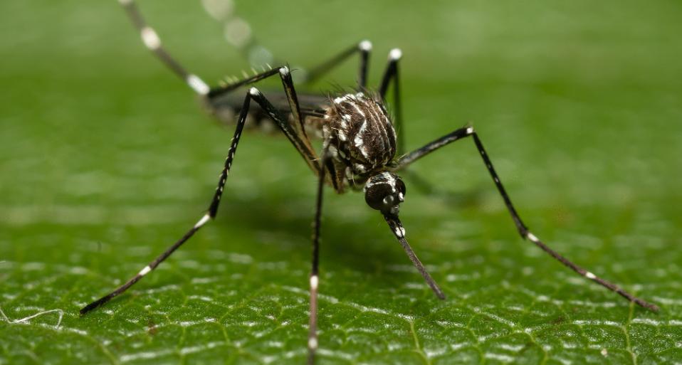 You are currently viewing Europe’s Mosquito Problem Is Getting Harder to Control as Disease Risk Expands