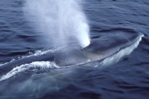 Read more about the article Iceland Whaling Ban Could End Commercial Hunts
